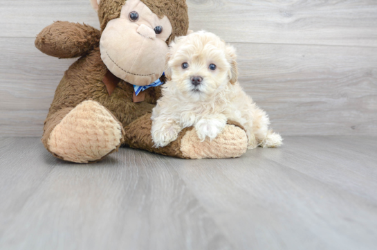 31 week old Maltipoo Puppy For Sale - Florida Fur Babies