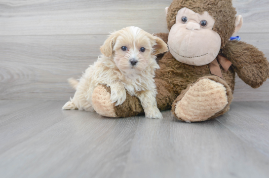 29 week old Maltipoo Puppy For Sale - Florida Fur Babies
