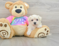 9 week old Maltipoo Puppy For Sale - Florida Fur Babies