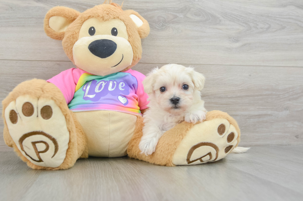 9 week old Maltipoo Puppy For Sale - Florida Fur Babies