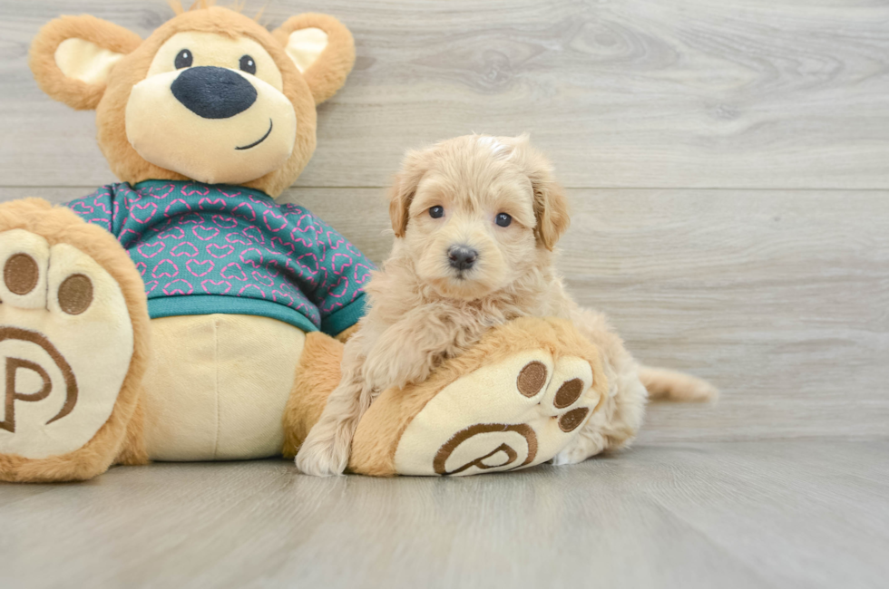 6 week old Maltipoo Puppy For Sale - Florida Fur Babies