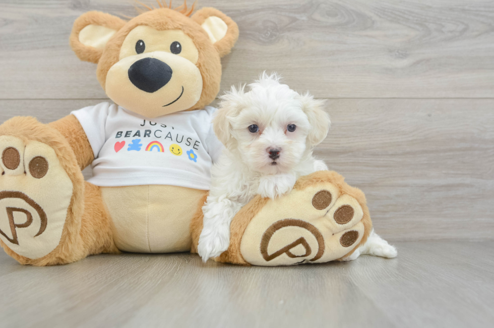 6 week old Maltipoo Puppy For Sale - Florida Fur Babies