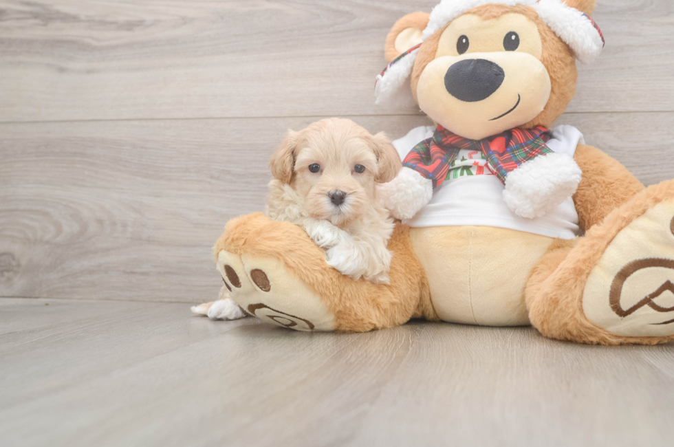 5 week old Maltipoo Puppy For Sale - Florida Fur Babies