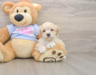 9 week old Maltipoo Puppy For Sale - Florida Fur Babies