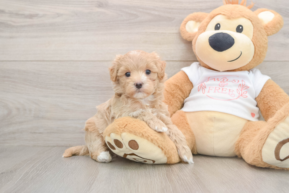 Happy Maltipoo Baby