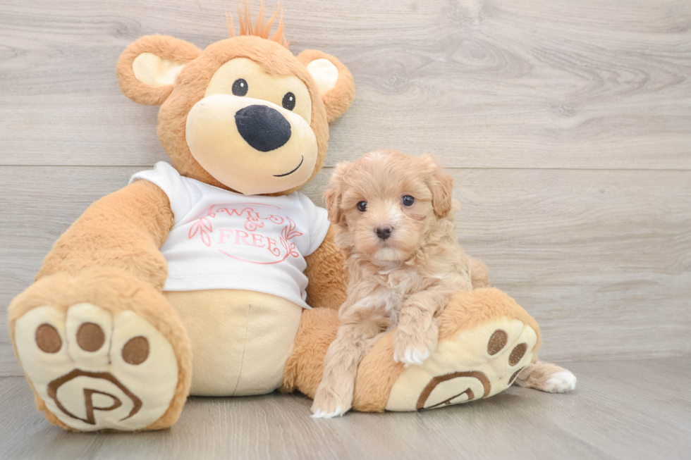 Maltipoo Puppy for Adoption