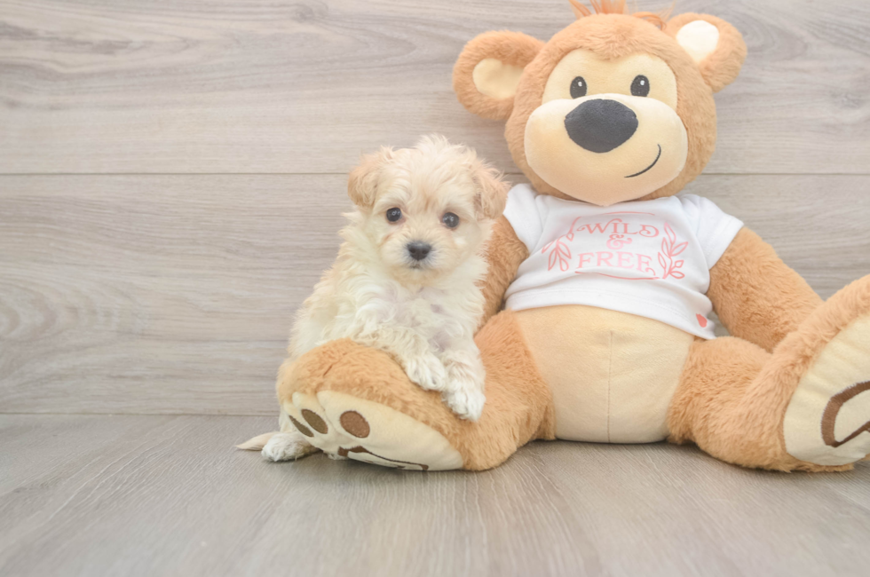 5 week old Maltipoo Puppy For Sale - Florida Fur Babies