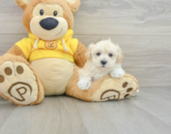 7 week old Maltipoo Puppy For Sale - Florida Fur Babies