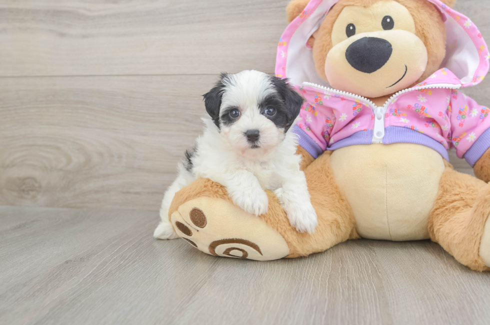 5 week old Maltipoo Puppy For Sale - Florida Fur Babies