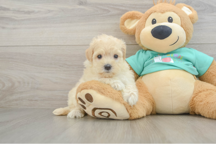 Petite Maltipoo Poodle Mix Pup