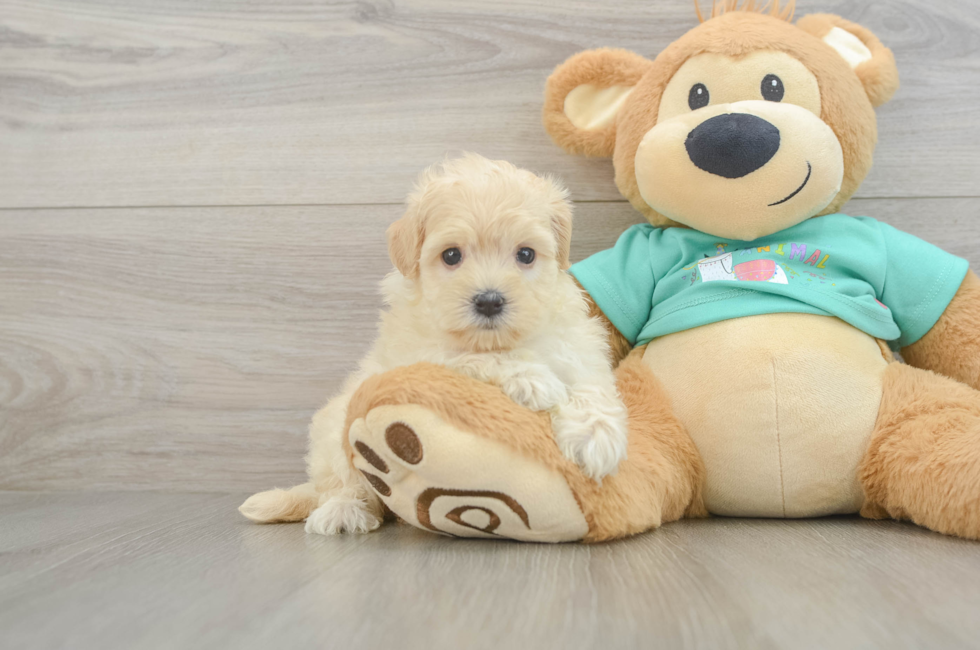 6 week old Maltipoo Puppy For Sale - Florida Fur Babies