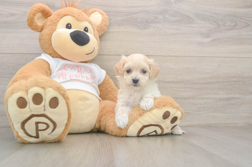 5 week old Maltipoo Puppy For Sale - Florida Fur Babies