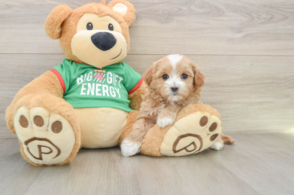 5 week old Maltipoo Puppy For Sale - Florida Fur Babies