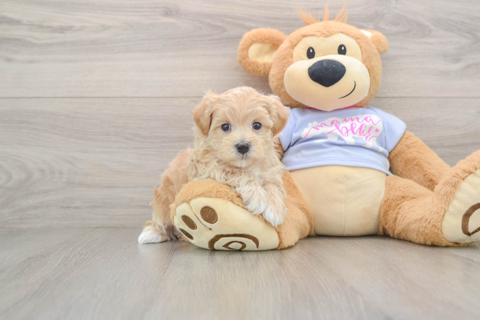 Maltipoo Puppy for Adoption