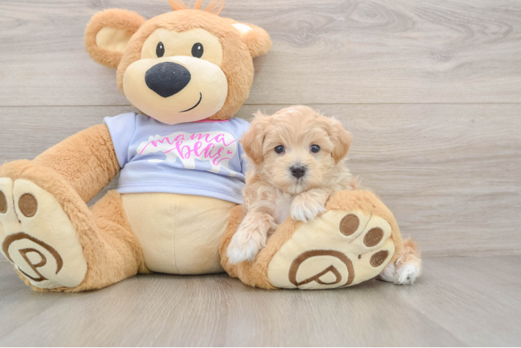 Energetic Maltidoodle Poodle Mix Puppy