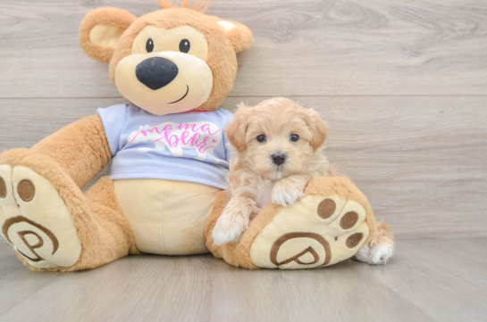 Energetic Maltidoodle Poodle Mix Puppy