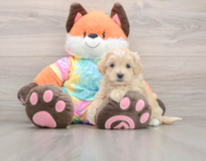 9 week old Maltipoo Puppy For Sale - Florida Fur Babies