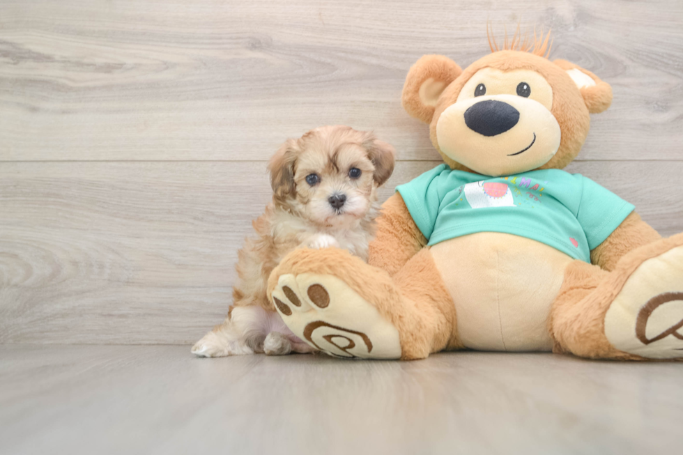 Maltipoo Puppy for Adoption