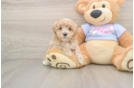Best Maltipoo Baby