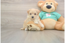 Friendly Maltipoo Baby