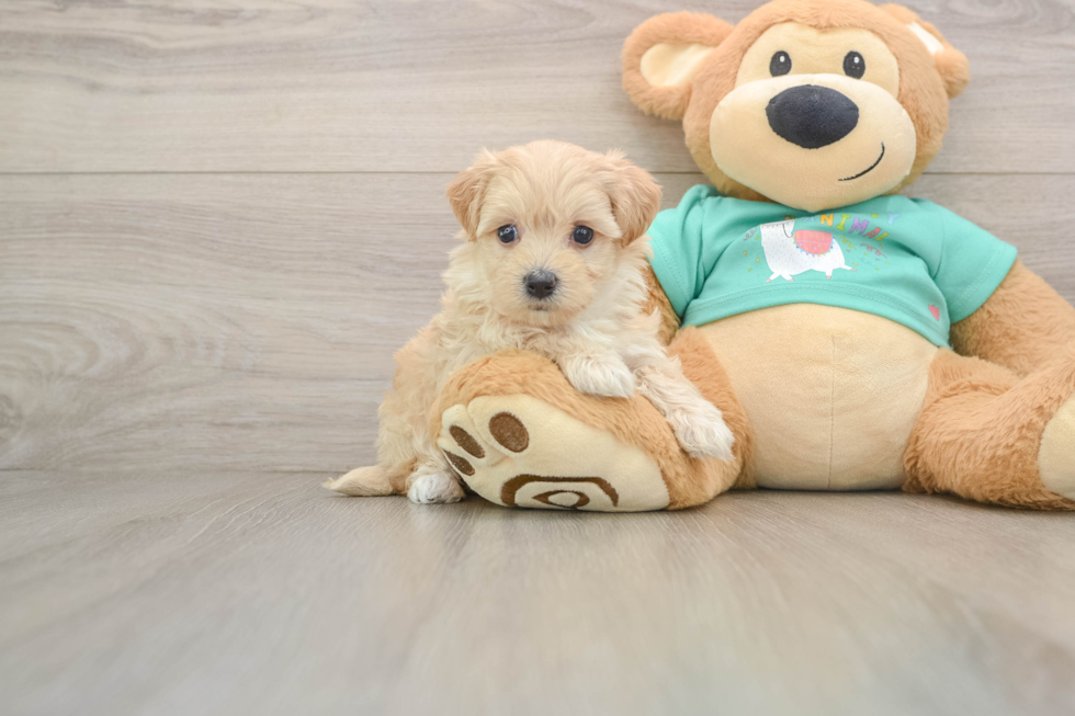 Friendly Maltipoo Baby