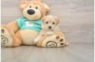 Adorable Maltepoo Poodle Mix Puppy