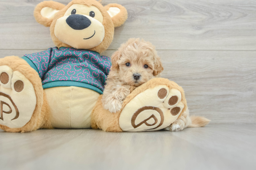 6 week old Maltipoo Puppy For Sale - Florida Fur Babies