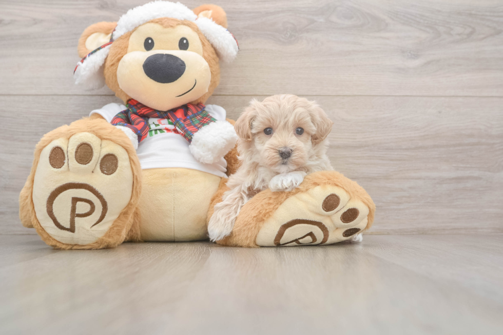 Popular Maltipoo Poodle Mix Pup