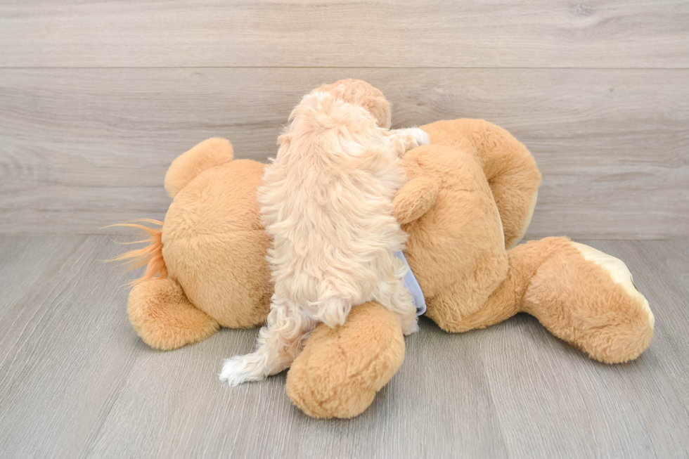 Hypoallergenic Maltese Poodle Poodle Mix Puppy