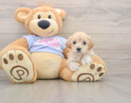 8 week old Maltipoo Puppy For Sale - Florida Fur Babies