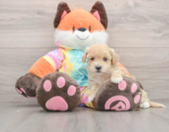 8 week old Maltipoo Puppy For Sale - Florida Fur Babies