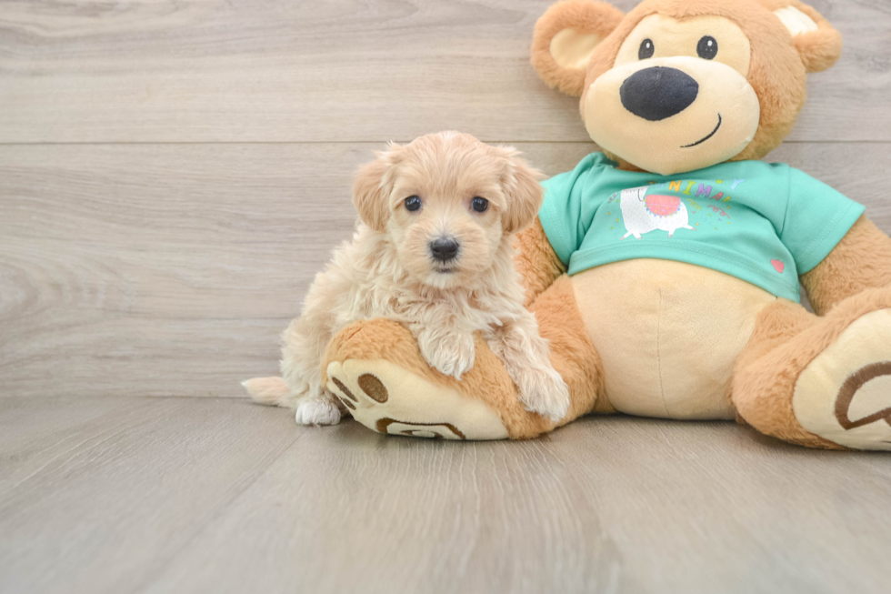 Best Maltipoo Baby