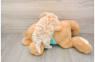 Fluffy Maltipoo Poodle Mix Pup