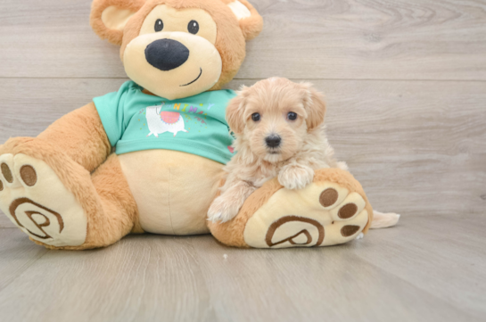Petite Maltipoo Poodle Mix Pup