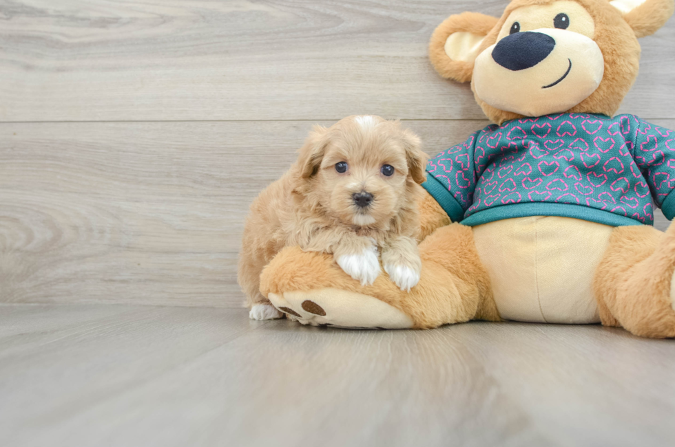 6 week old Maltipoo Puppy For Sale - Florida Fur Babies