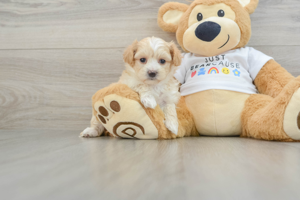 Small Maltipoo Baby