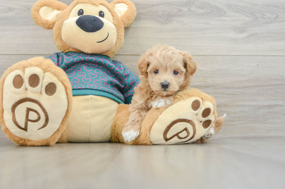 6 week old Maltipoo Puppy For Sale - Florida Fur Babies