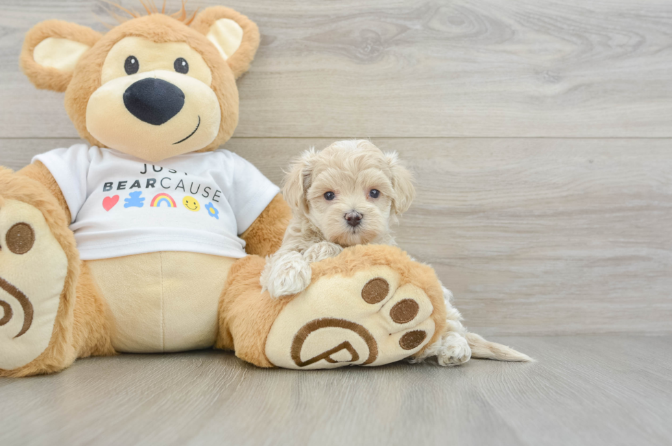6 week old Maltipoo Puppy For Sale - Florida Fur Babies