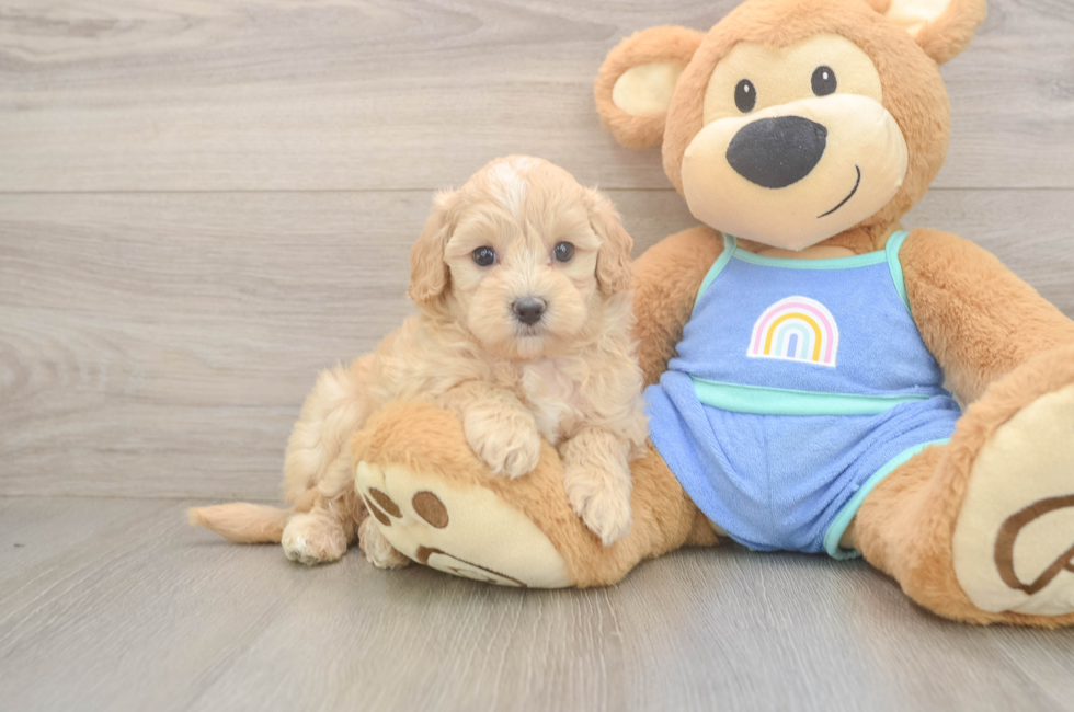 6 week old Maltipoo Puppy For Sale - Florida Fur Babies