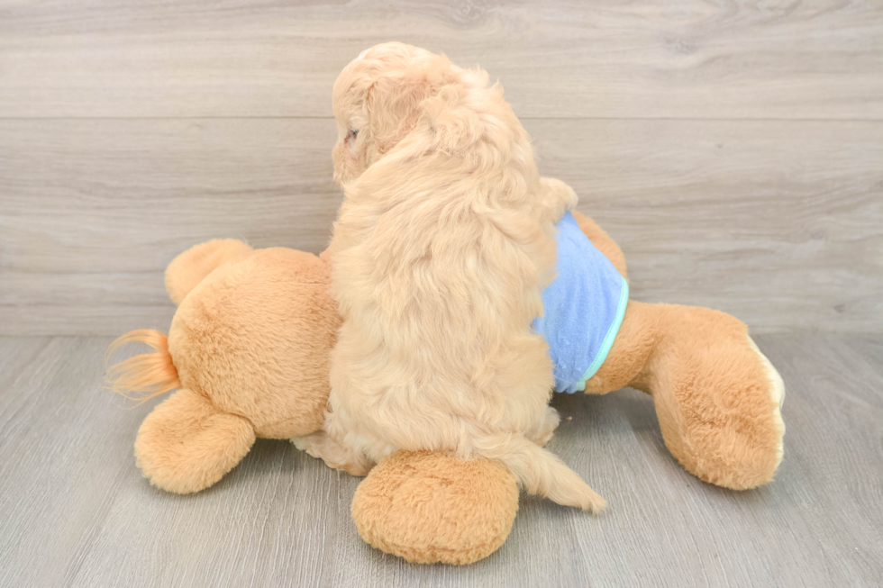 Maltipoo Puppy for Adoption