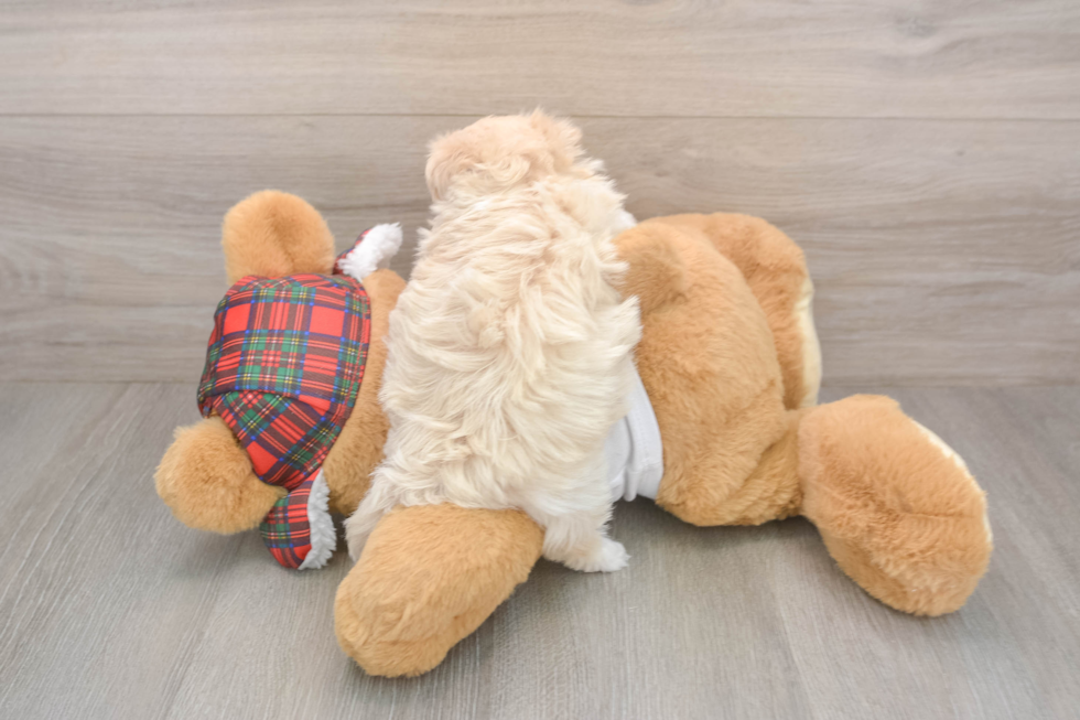 Maltipoo Pup Being Cute