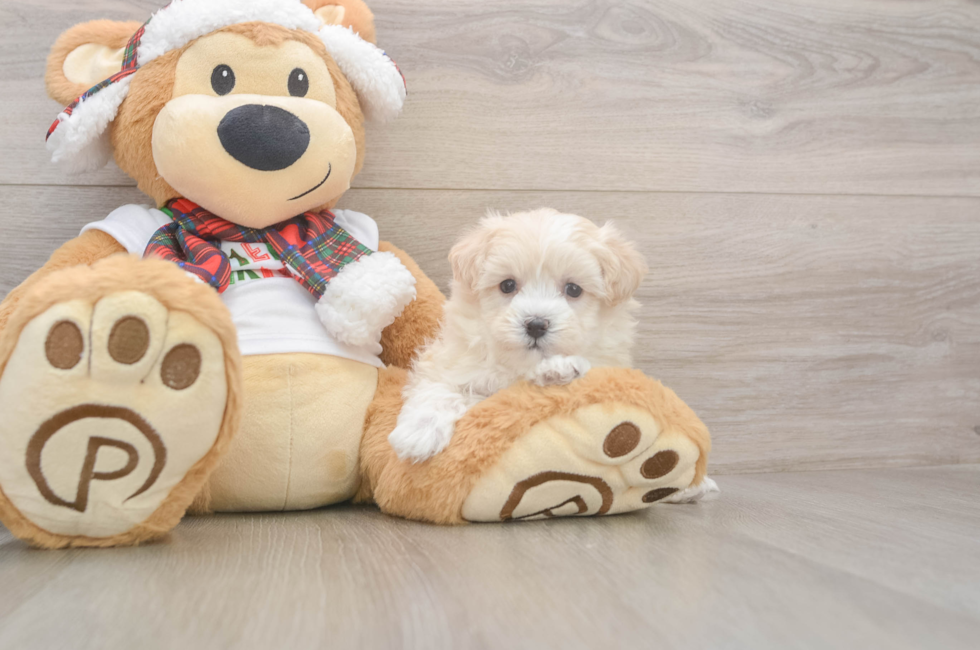 5 week old Maltipoo Puppy For Sale - Florida Fur Babies
