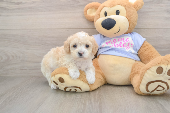 Maltipoo Puppy for Adoption