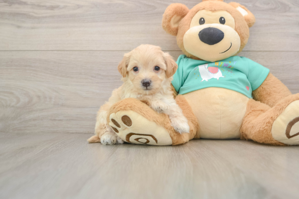 Best Maltipoo Baby