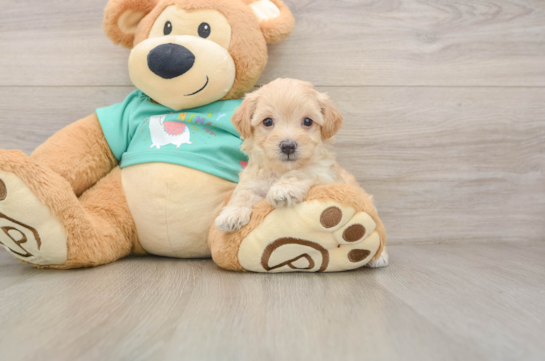 Smart Maltipoo Poodle Mix Pup