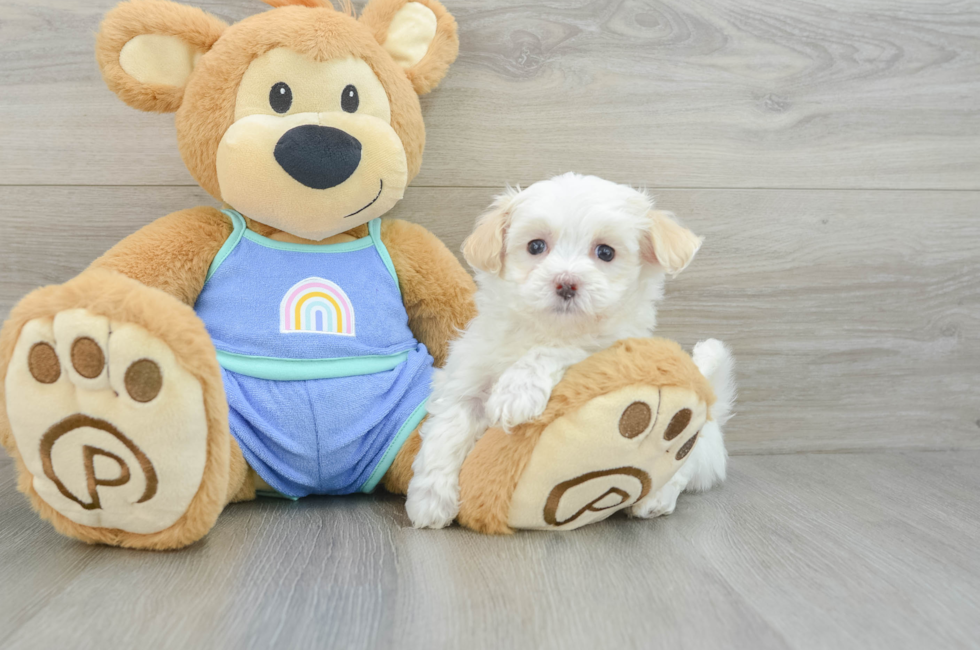 7 week old Maltipoo Puppy For Sale - Florida Fur Babies