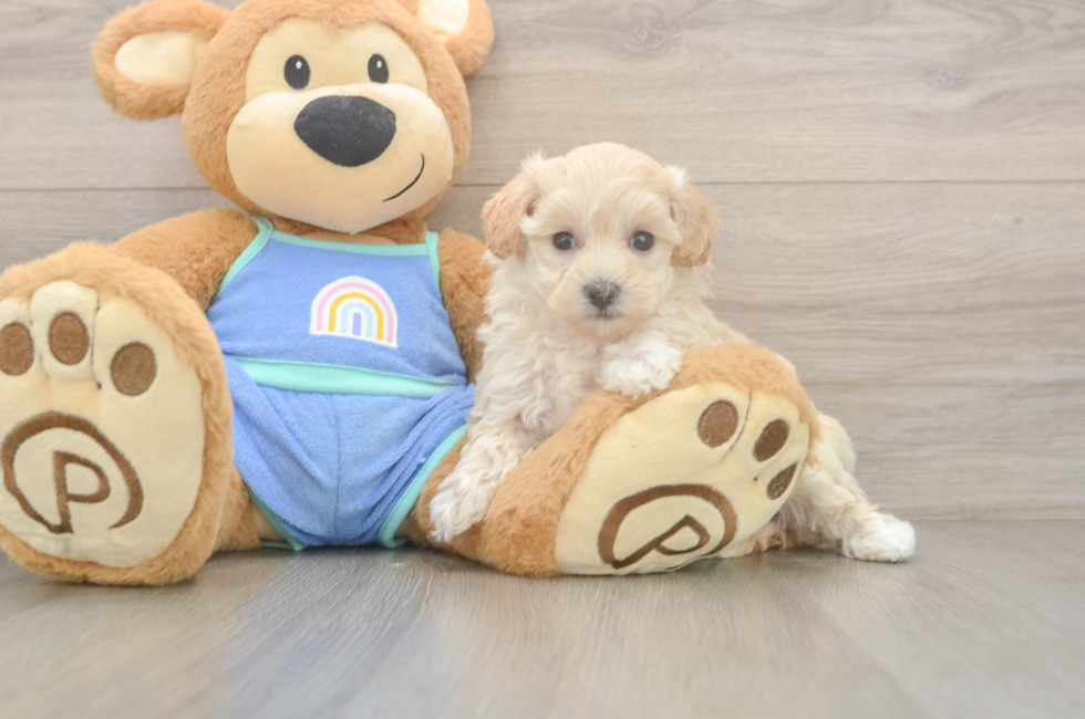 6 week old Maltipoo Puppy For Sale - Florida Fur Babies