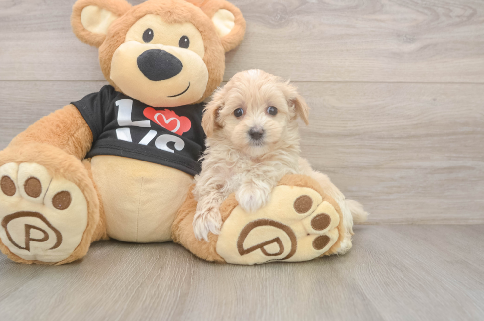 5 week old Maltipoo Puppy For Sale - Florida Fur Babies