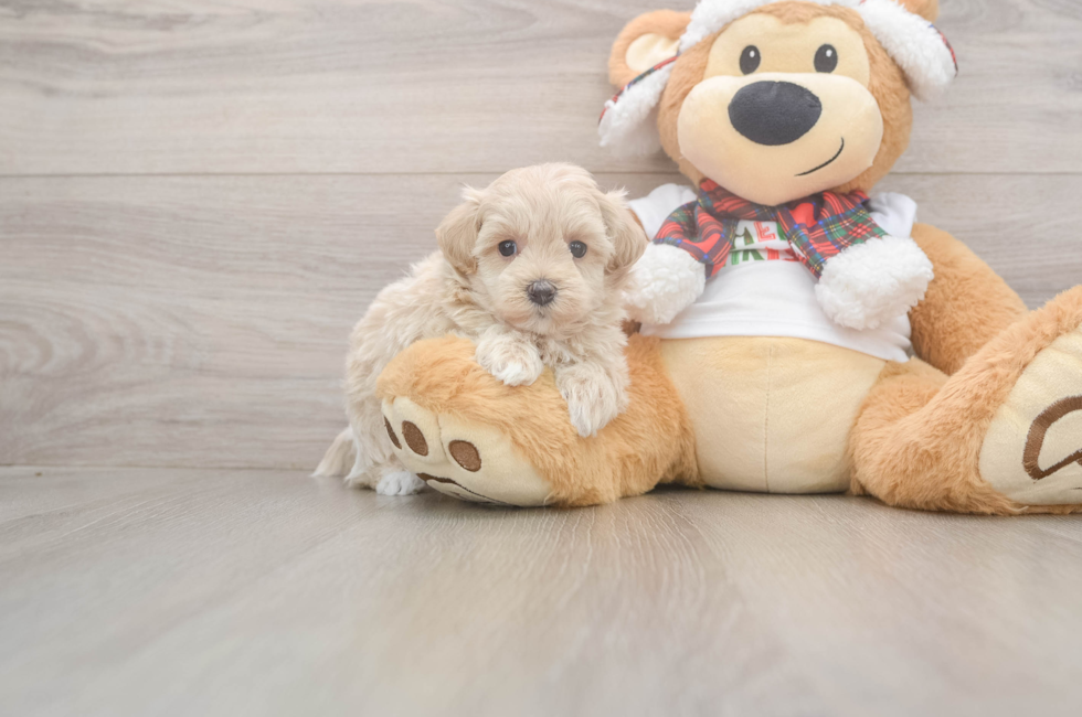 5 week old Maltipoo Puppy For Sale - Florida Fur Babies