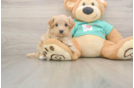 Friendly Maltipoo Baby